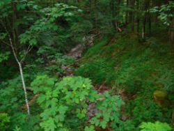 2013-07-20_Regina-F-Rau_Kochel-Rabenkopf (607)b.JPG